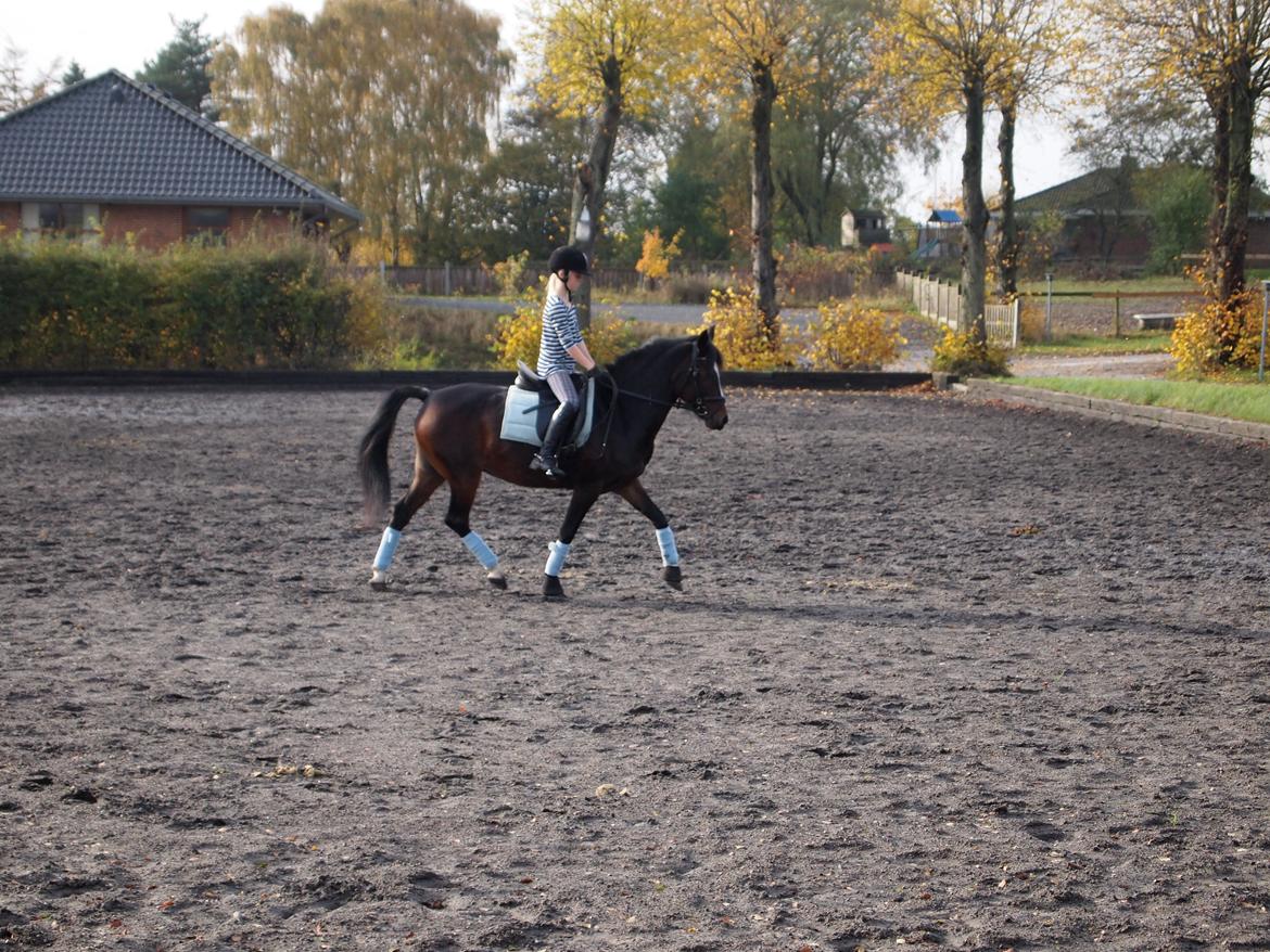 Hollandsk Sportspony Arianne - pony <3<3<3 billede 12