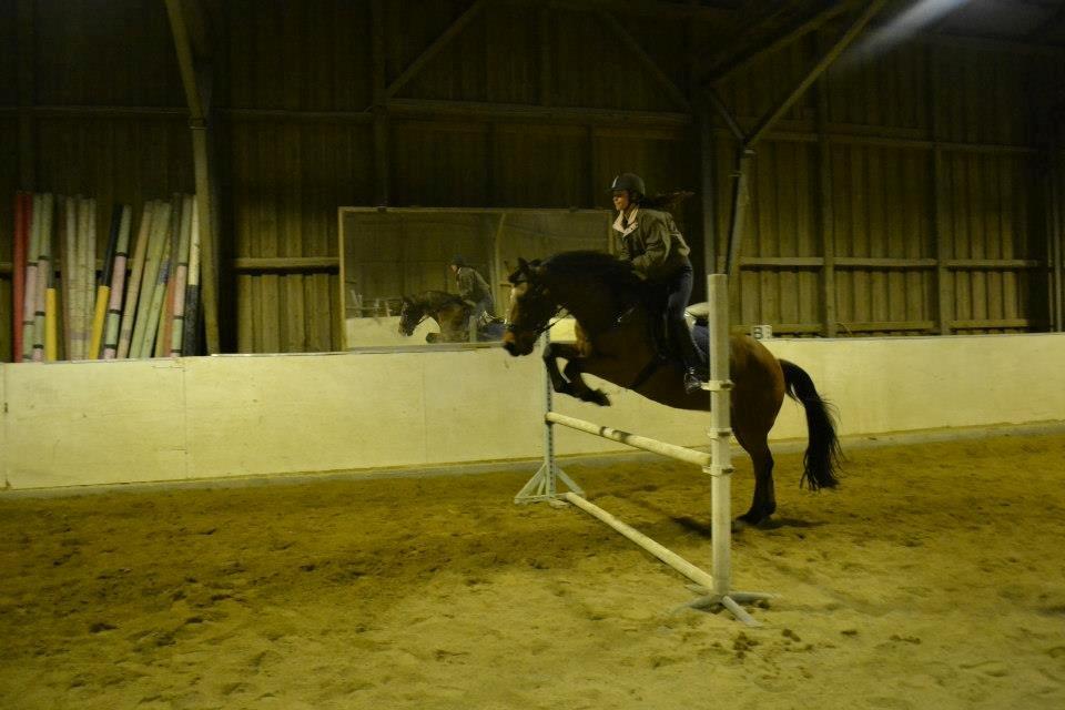 Welsh Partbred (Sec F) Got2Bee - Første gang vi sprang efter jeg fik ham igen :) billede 15