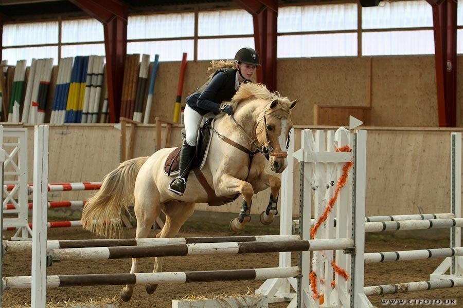 Palomino Tarzan <3 - Købt & Betalt!
Halloween stævne på AAGS billede 13