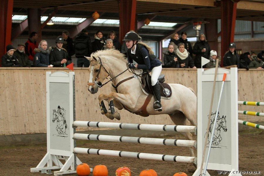 Palomino Tarzan <3 - Købt & Betalt!
Halloween stævne på AAGS billede 15