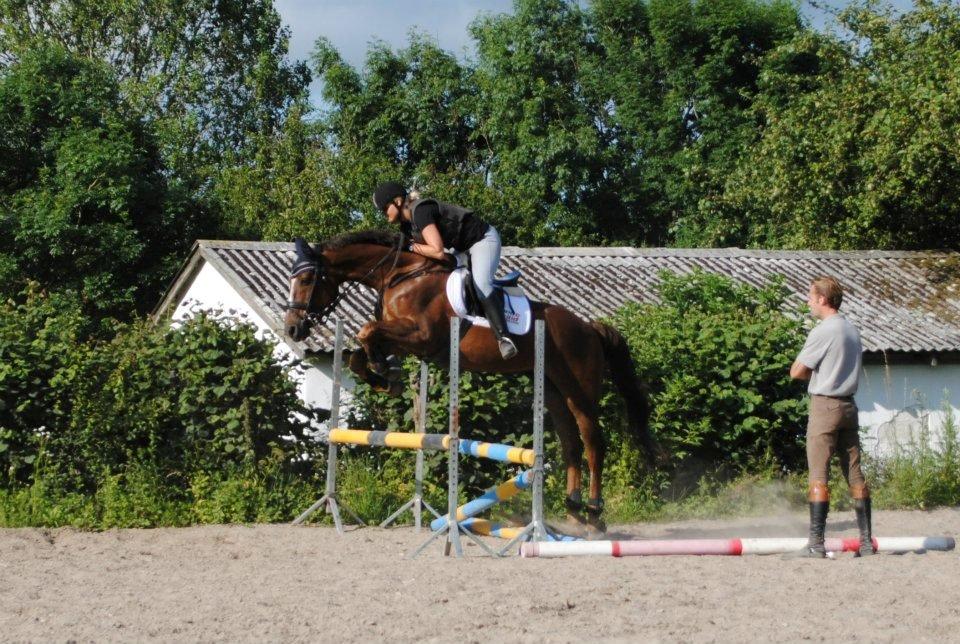 Dansk Varmblod Sprudalshøjs Guvanør - Taget af Josefine Lauridsen billede 1