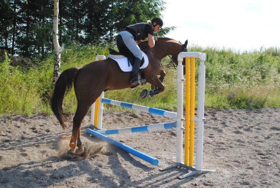 Dansk Varmblod Sprudalshøjs Guvanør - Taget af Josefine Lauridsen billede 17