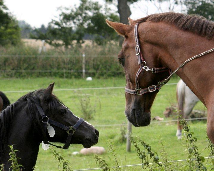 Dansk Varmblod Sprudalshøjs Guvanør - Taget af Camilla Lauridsen billede 18