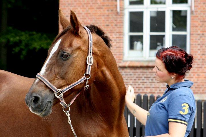 Dansk Varmblod Sprudalshøjs Guvanør - Taget af Camilla Lauridse billede 20