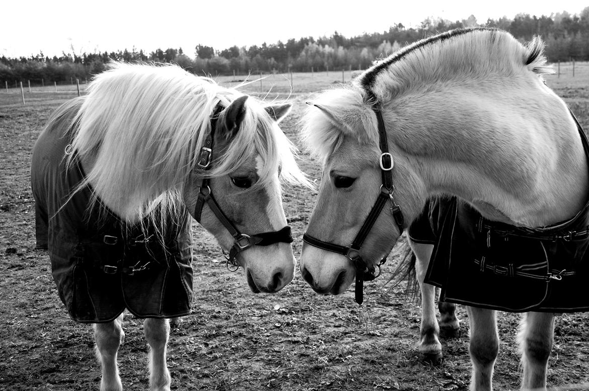 Fjordhest Prins - Prins og hans nye ven på Strandgården <3 billede 11