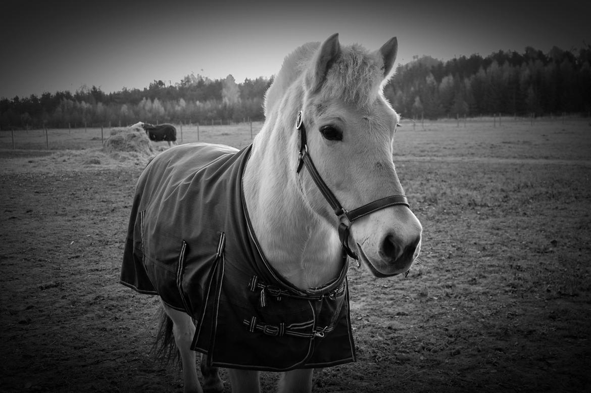 Fjordhest Prins billede 16