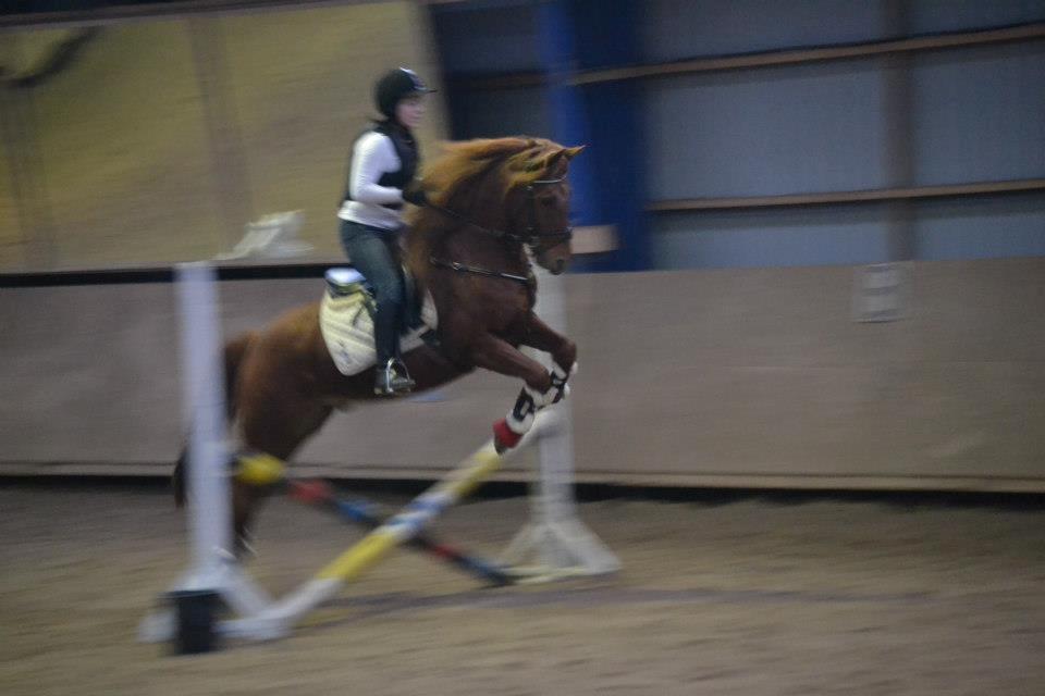 Anden særlig race Lundgaards Chivas Regal billede 18