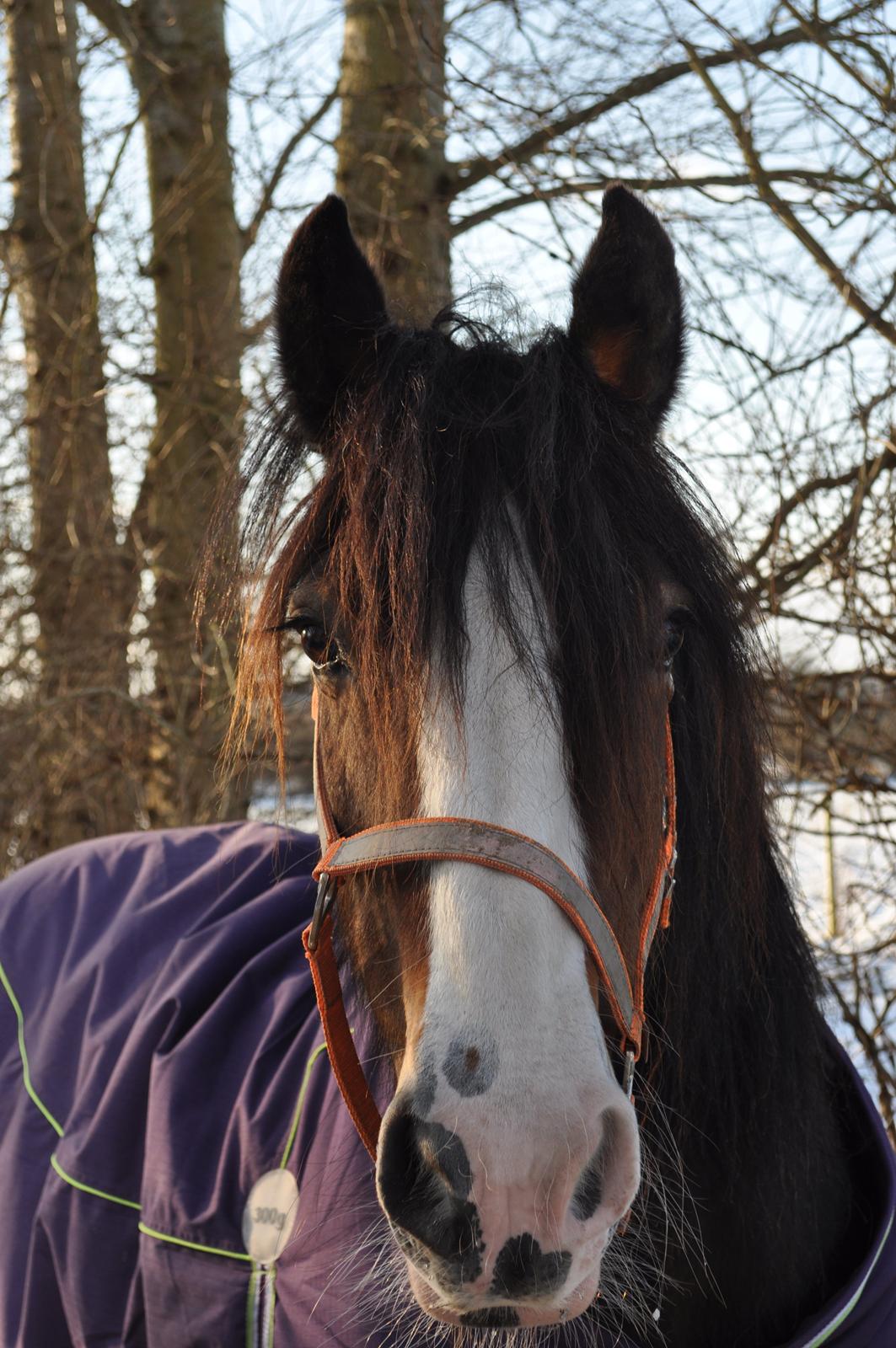 Irish Cob Lotte billede 10