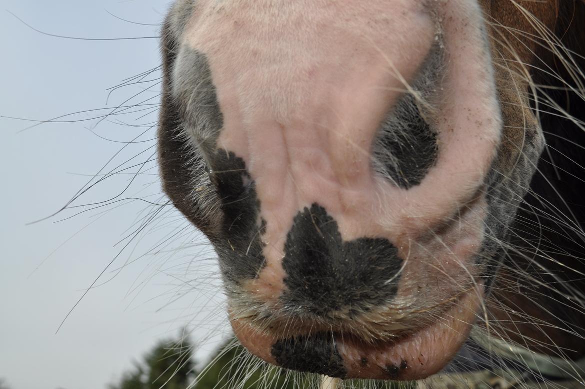 Irish Cob Lotte - Hjertehesten! billede 11