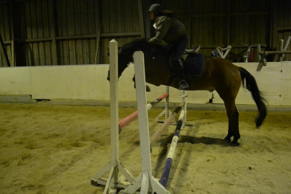 Welsh Partbred (Sec F) Got2Bee - Første gang vi sprang efter jeg fik ham igen :) billede 16