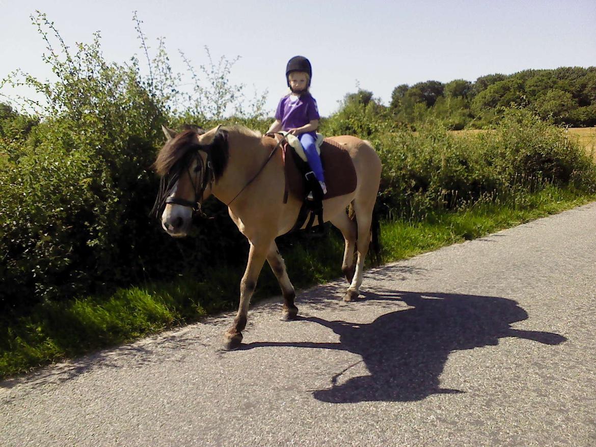 Anden særlig race Stella - Ingen havde troet at hun skulle kunne rides af 3-årig da vi fik hende. billede 2