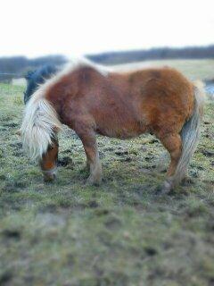 Shetlænder Frederik - Frederik! :) billede 18