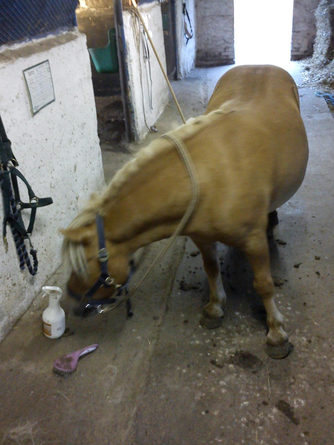 Shetlænder Frederik - Selvom han er gammel er han stadigvæk nysgerrig  billede 19