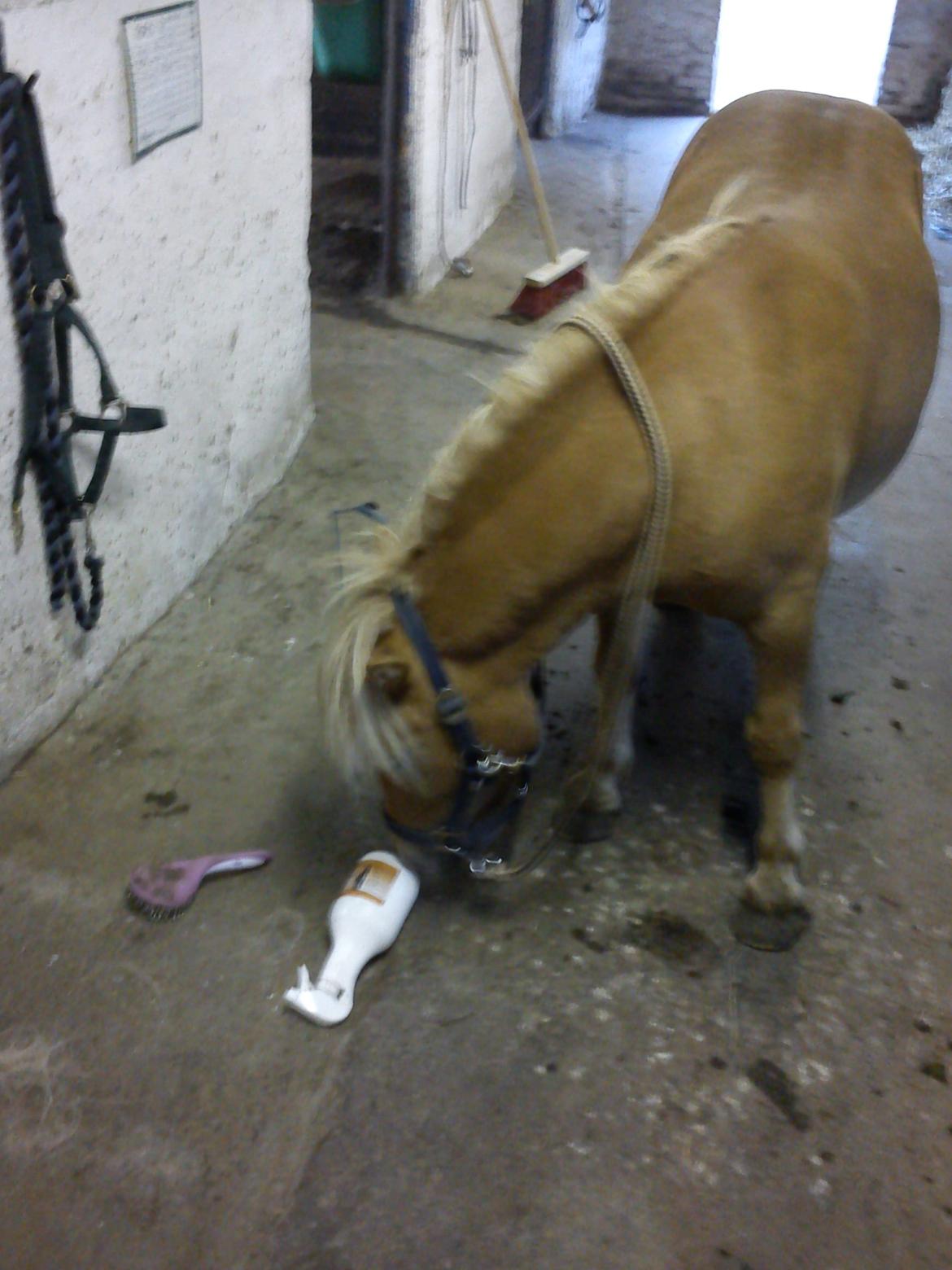 Shetlænder Frederik - ''Hvad er det mon??'' 
- Den ting du altid er bange for..... billede 20