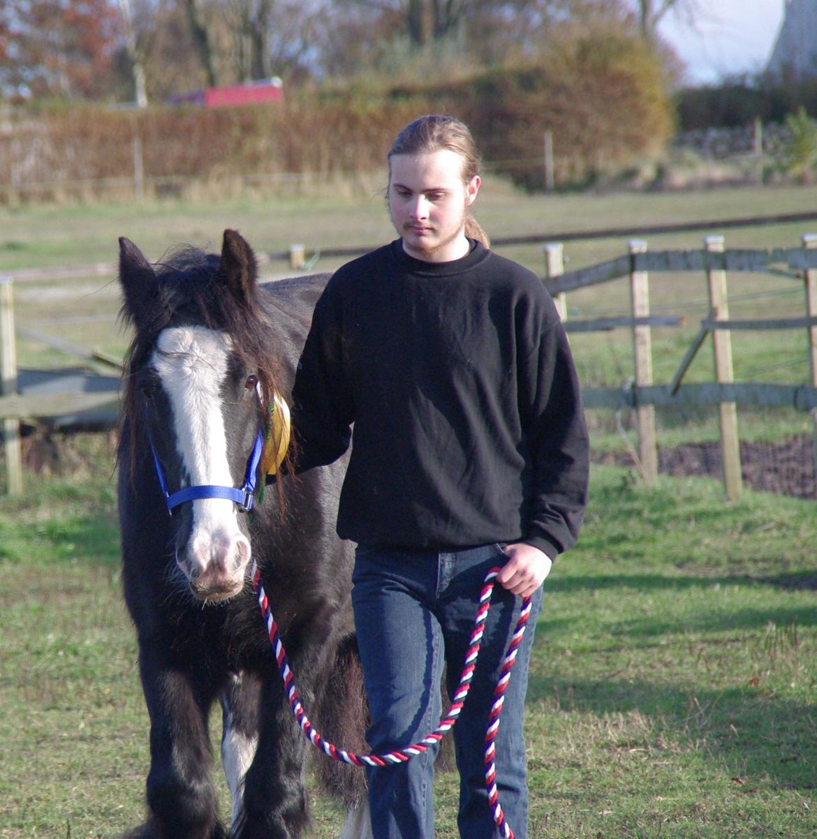 Irish Cob Stald Lenders Lady Loreena billede 16