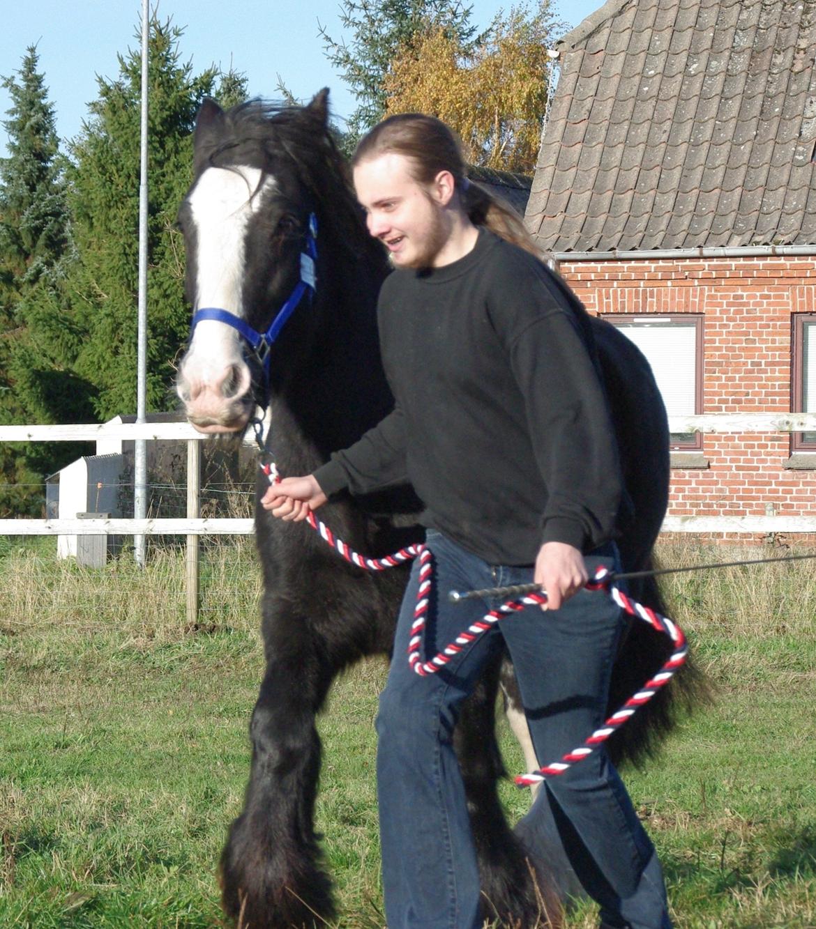 Irish Cob Stald Lenders Lady Loreena billede 19