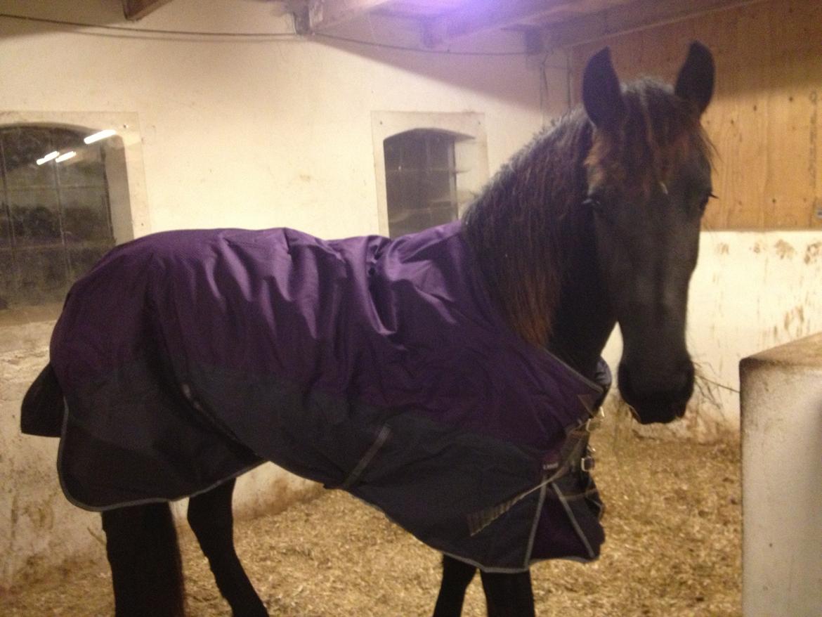 Frieser • Precious Little G • - D.2/11-2012. Første dag med hendes nye vinterfrakke ;-D billede 7