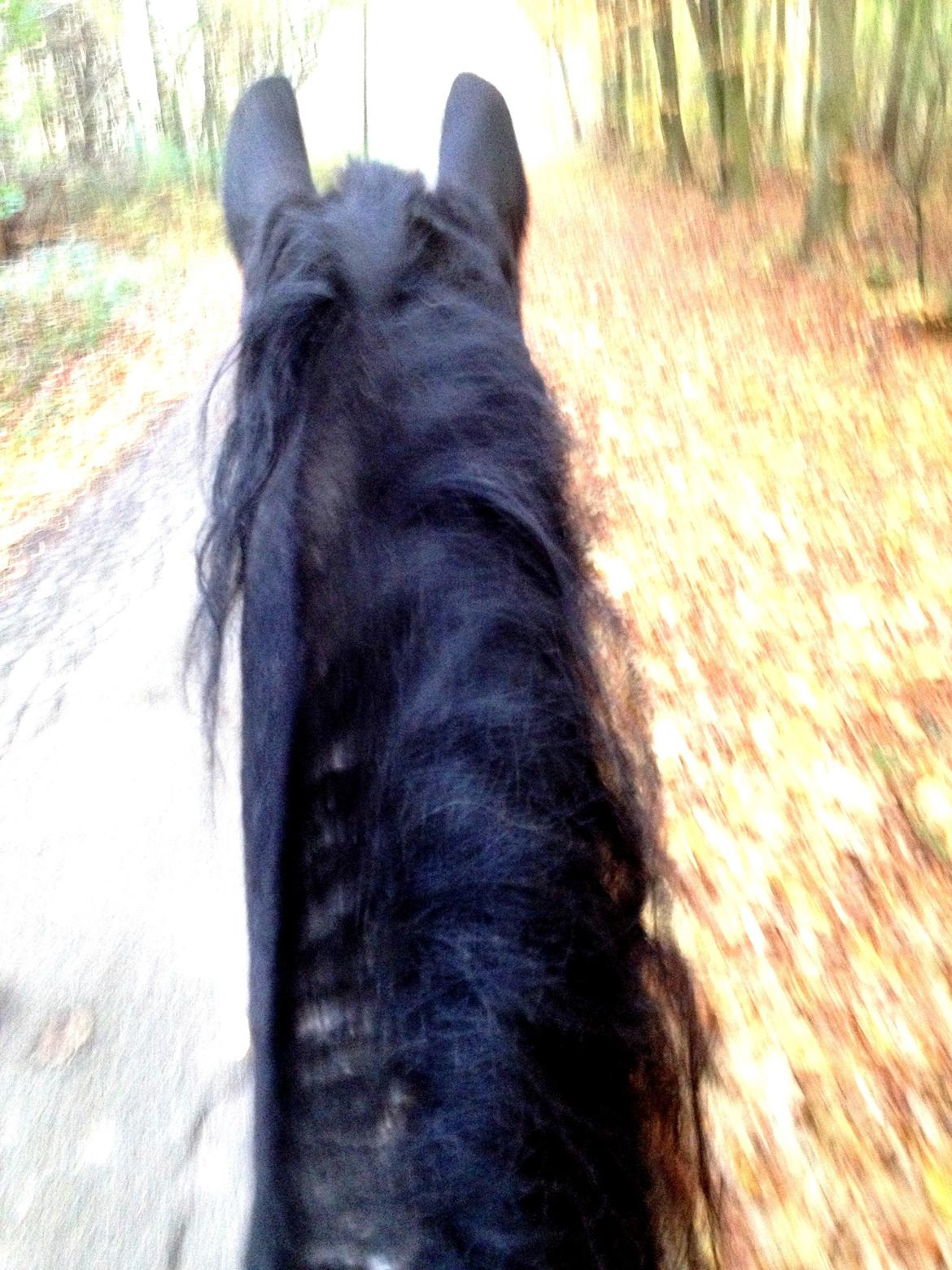 Frieser Theis Ellemose - På vej til den nye stald ! (: billede 1