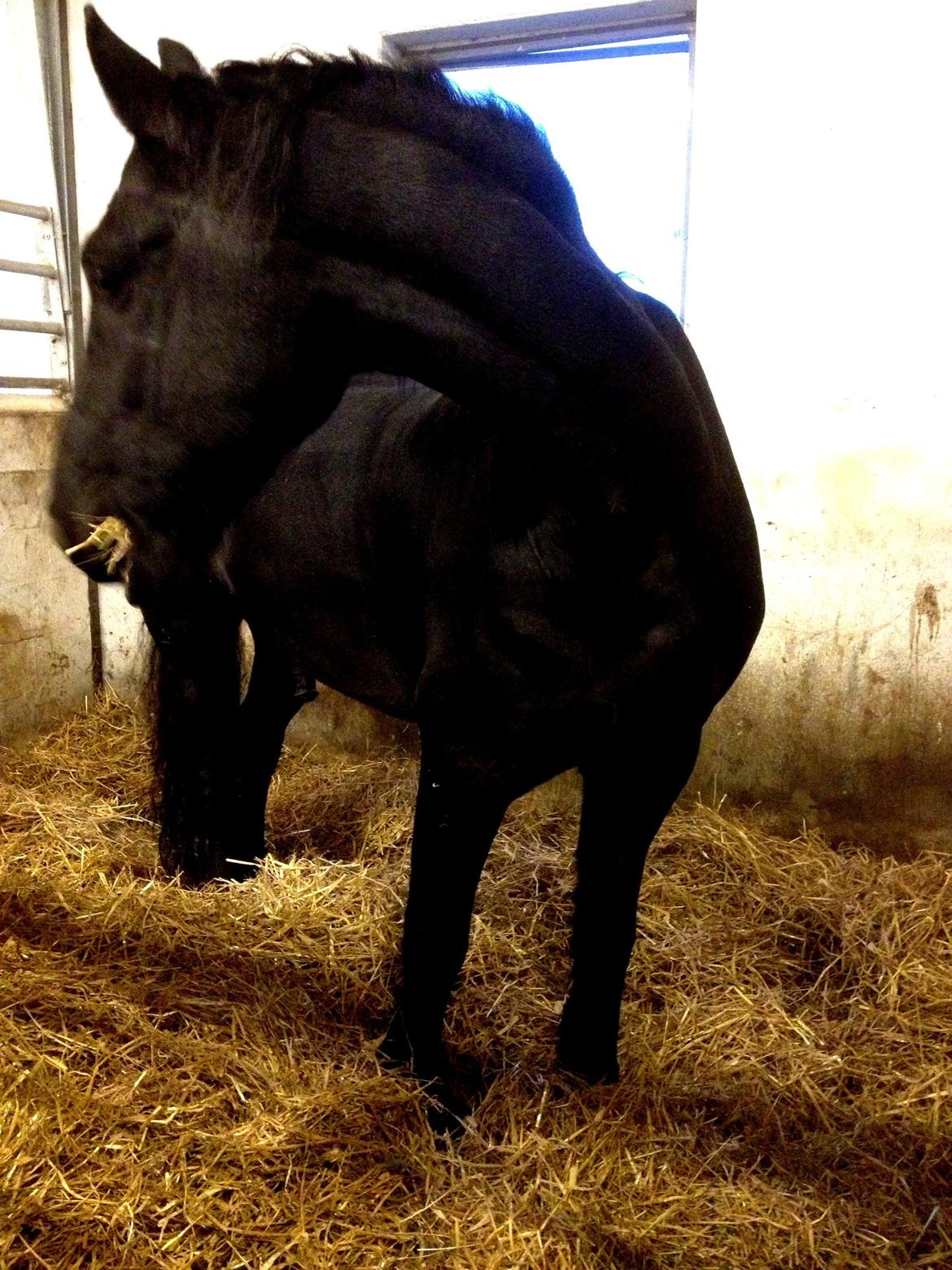 Frieser Theis Ellemose - Fine dreng slapper af efter 1 t. 45 min i skoven, og så i sin nye boks billede 2