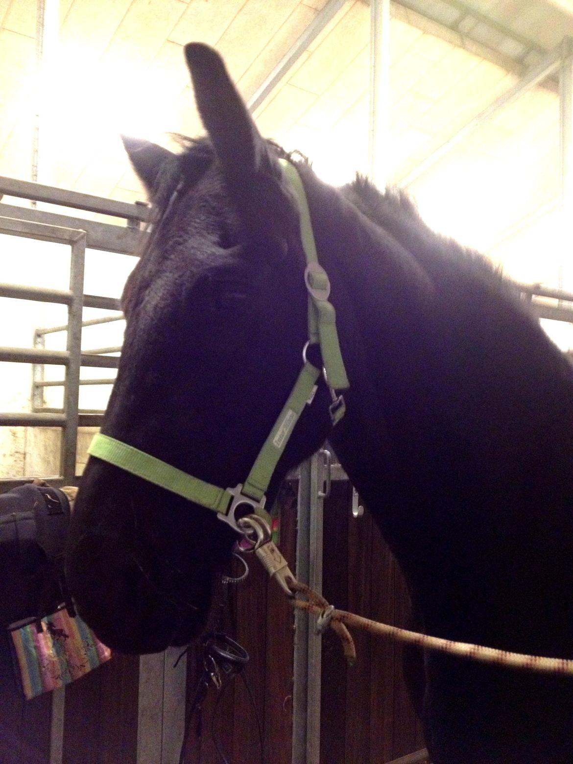 Frieser Theis Ellemose - Dumlen på staldgangen billede 3