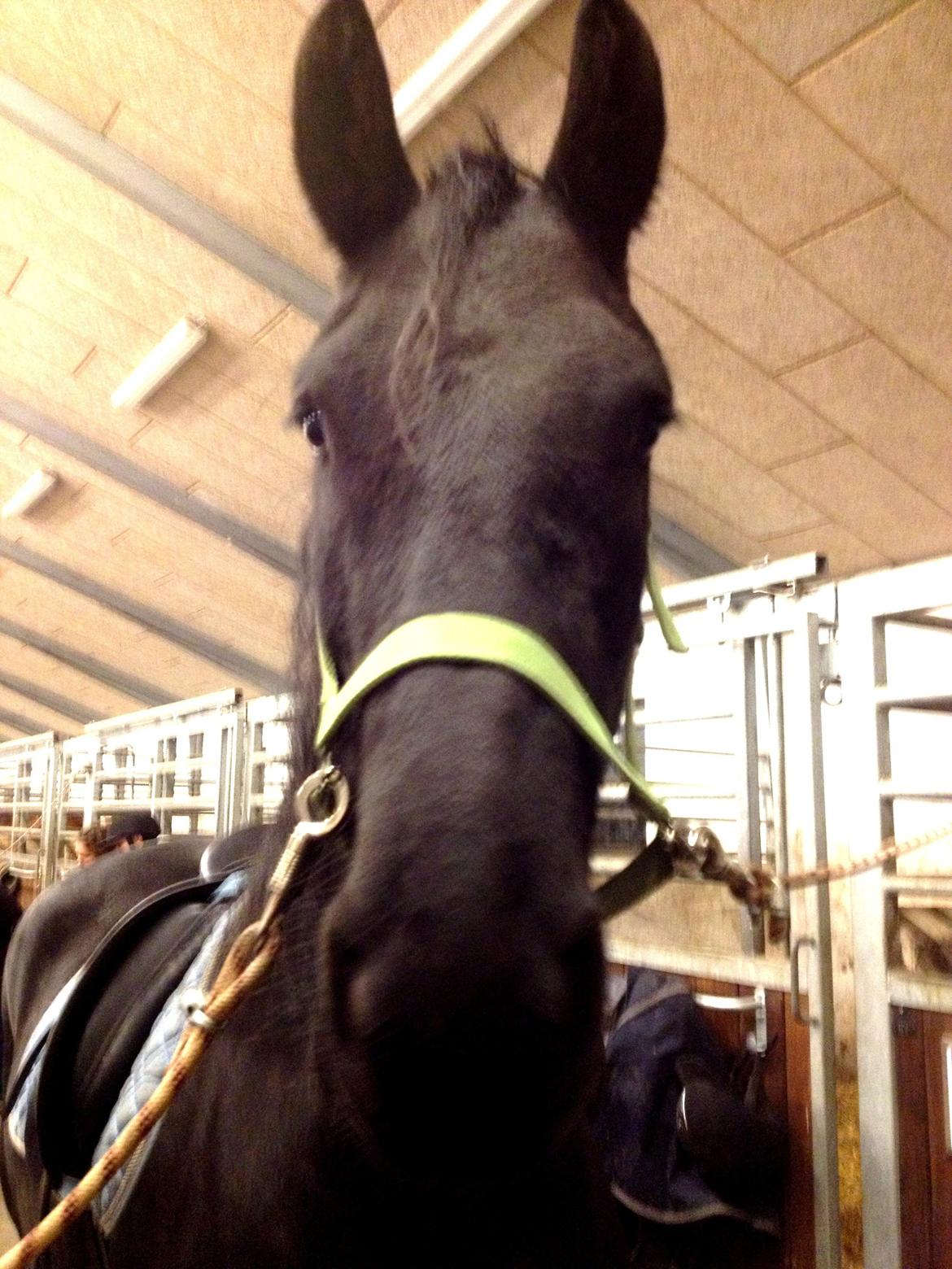 Frieser Theis Ellemose - Klargøring til første ridehustur (: billede 4