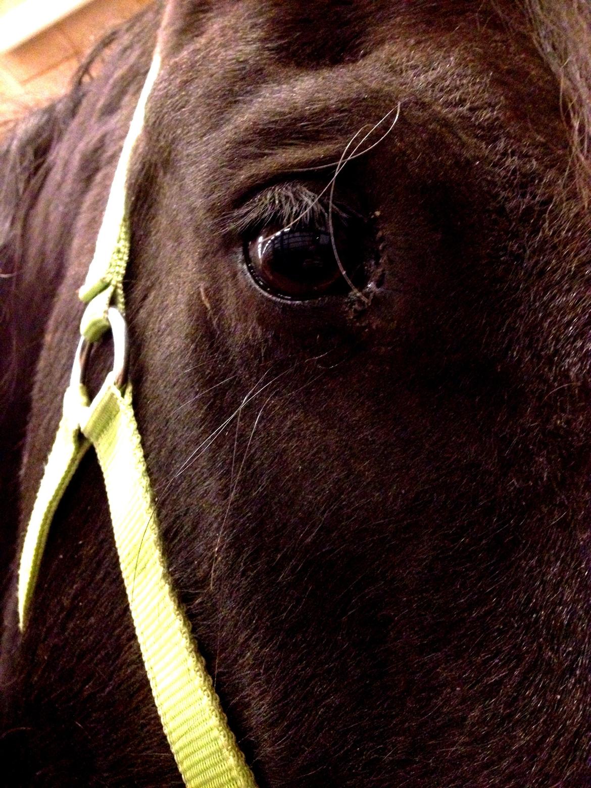 Frieser Theis Ellemose - Hans smukke øje <3 billede 5