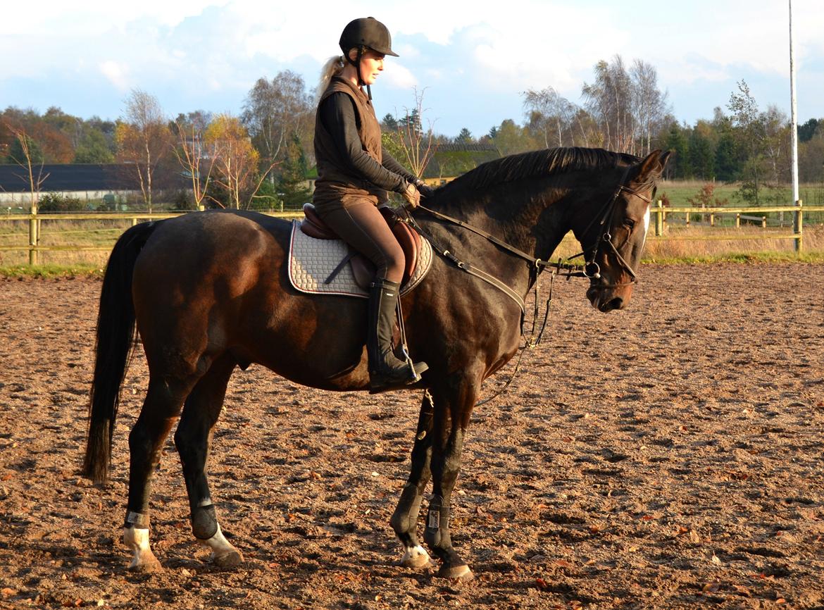 Anden særlig race Toftegård's Bounty [Min part] billede 1