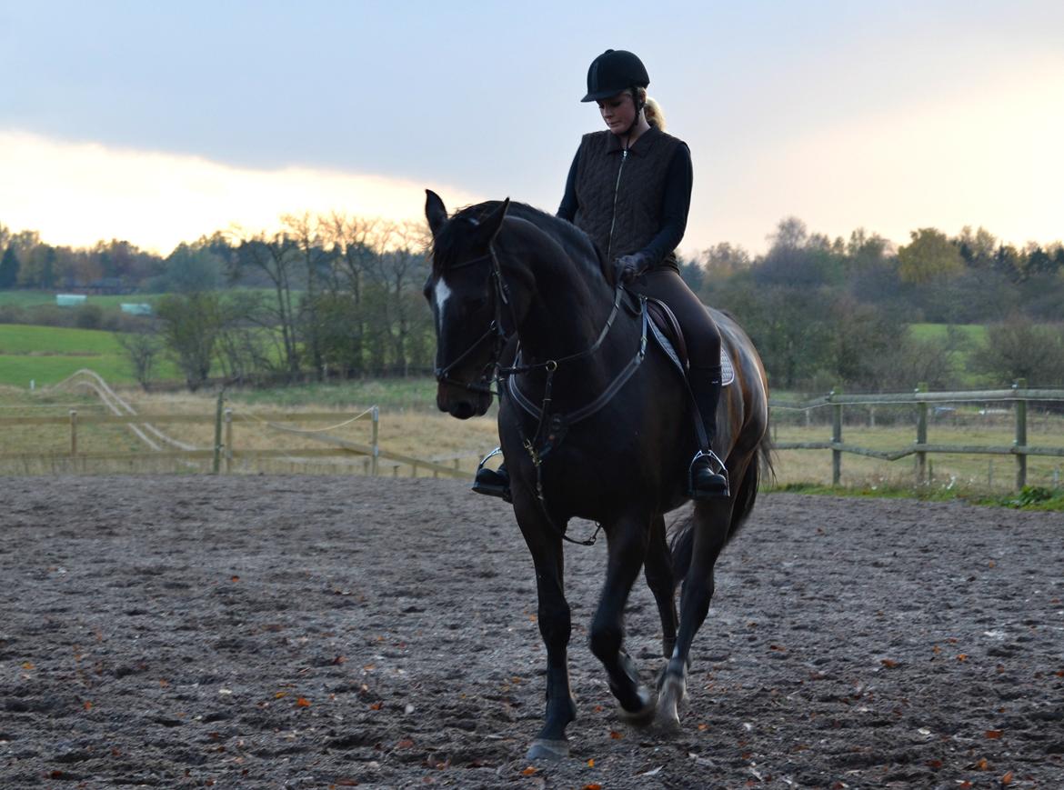 Anden særlig race Toftegård's Bounty [Min part] billede 2