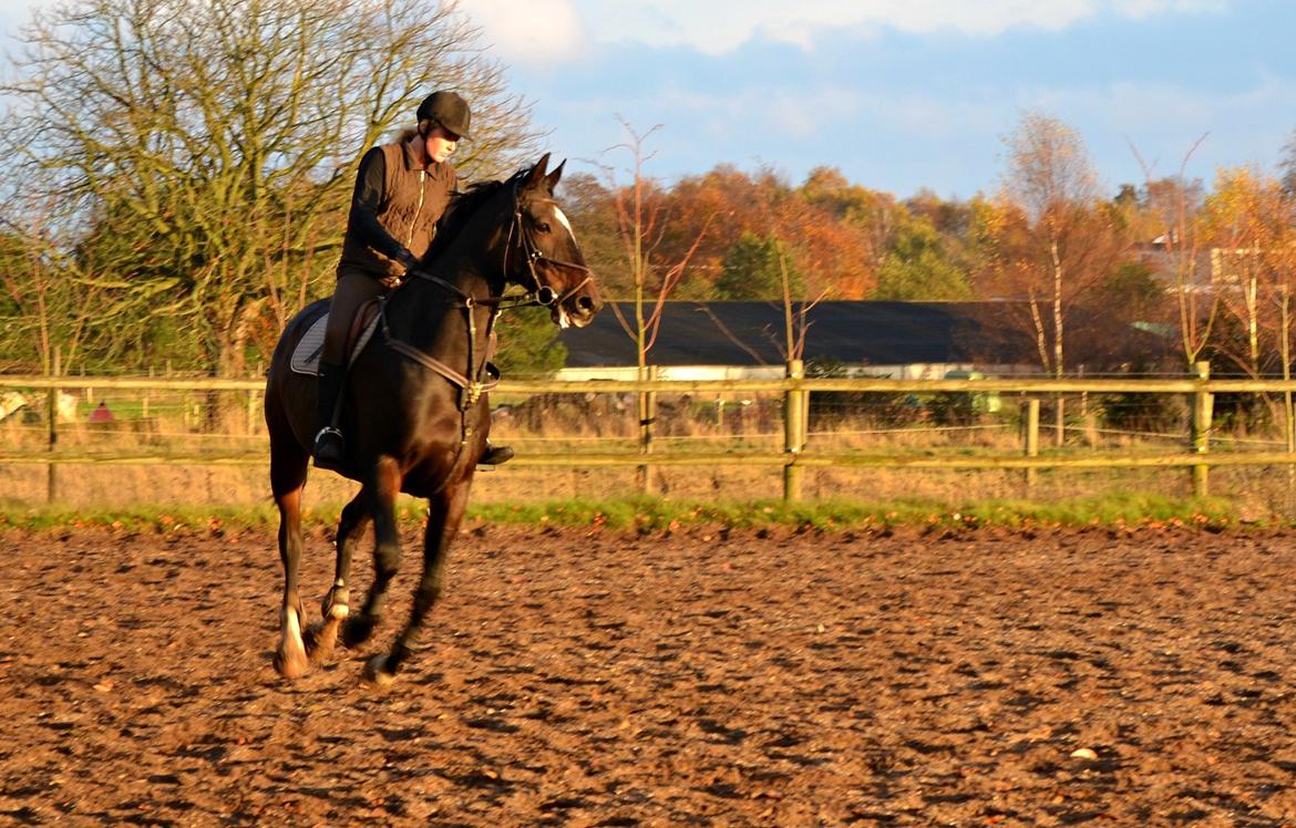 Anden særlig race Toftegård's Bounty [Min part] billede 3