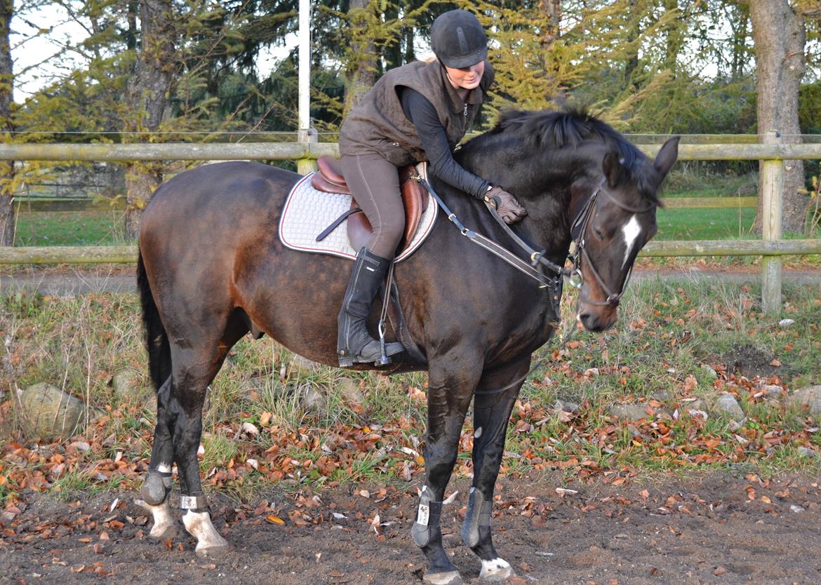 Anden særlig race Toftegård's Bounty [Min part] billede 5