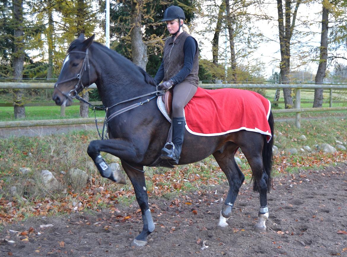 Anden særlig race Toftegård's Bounty [Min part] billede 6