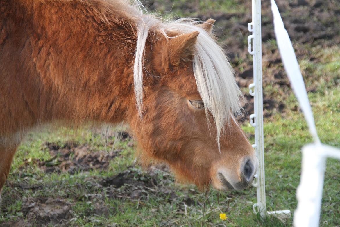 Miniature Gustav - lille puds du er fantastisk! billede 4