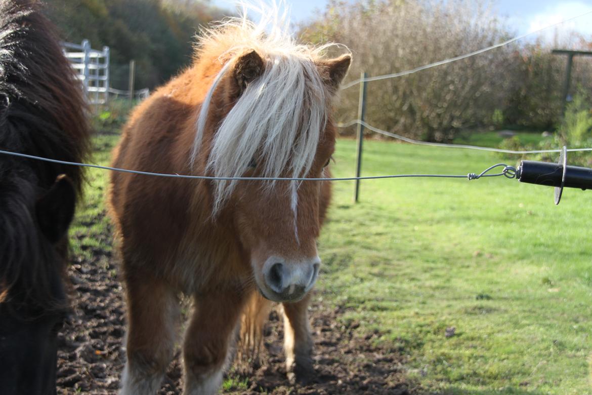 Miniature Gustav - :-D billede 5