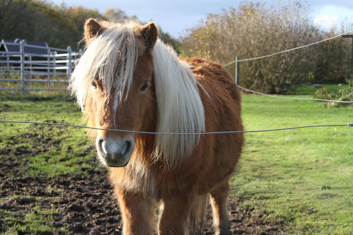 Miniature Gustav - dejlige dreng !!<3 billede 7