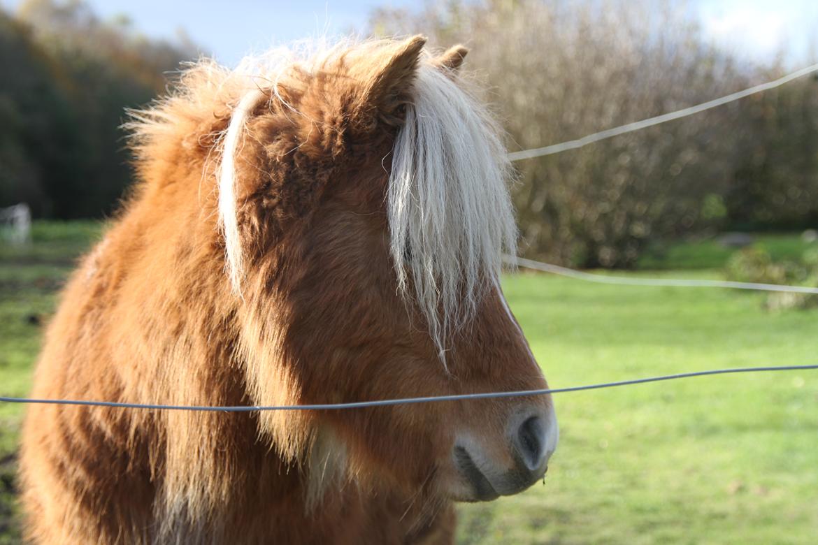 Miniature Gustav - charme, selvtillid og lækkert hår<3!! billede 3