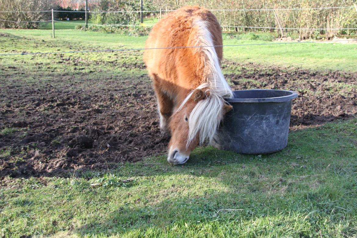 Miniature Gustav - taget på fersk gerning i at vælte vandet !! billede 6