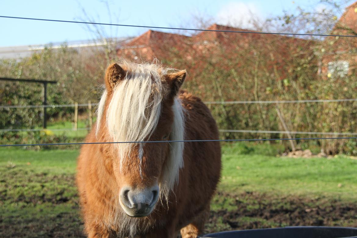 Miniature Gustav billede 2
