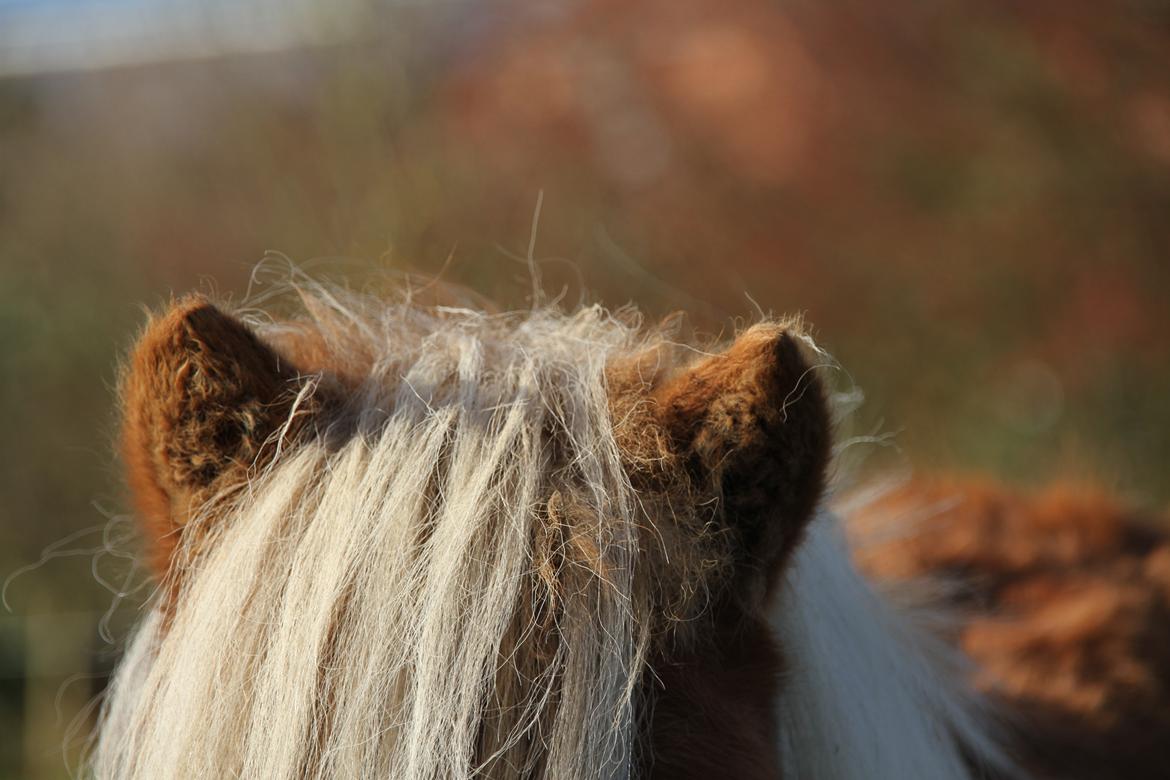 Miniature Gustav - A horse's ears can be more trustworthy than even your best friend's.
 You can tell it your deepest secrets, knowing that it will never get out!
  billede 10
