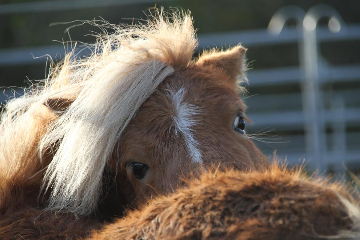 Miniature Gustav - winners never quit, quiters never win <3  billede 1