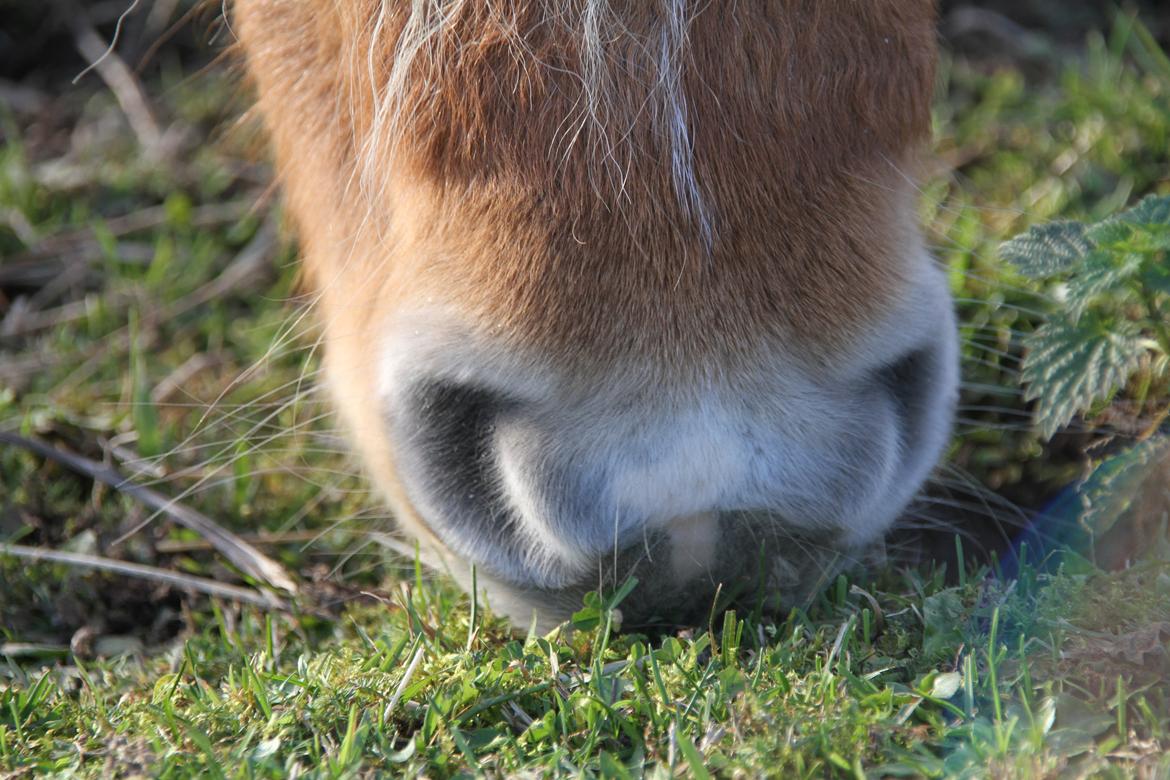 Miniature Gustav - The mouth of a horse will tell you neither lies 
nor truth! billede 9