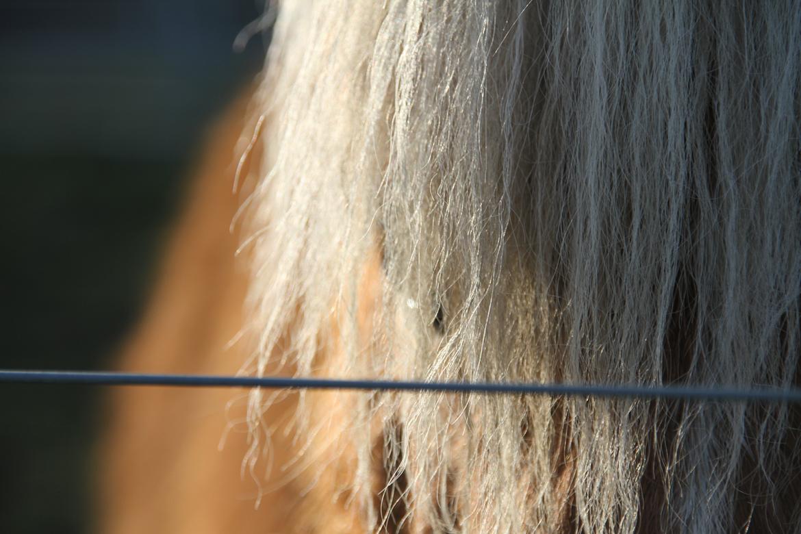 Miniature Gustav - It's said that you can tell an entire story, 
just by looking into a horse's eyes!
  billede 8