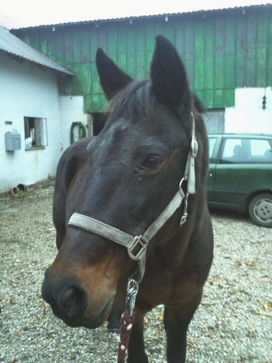 Anden særlig race Lotte!<3:) - Se mig er jeg ikke bare smuk <3! billede 1