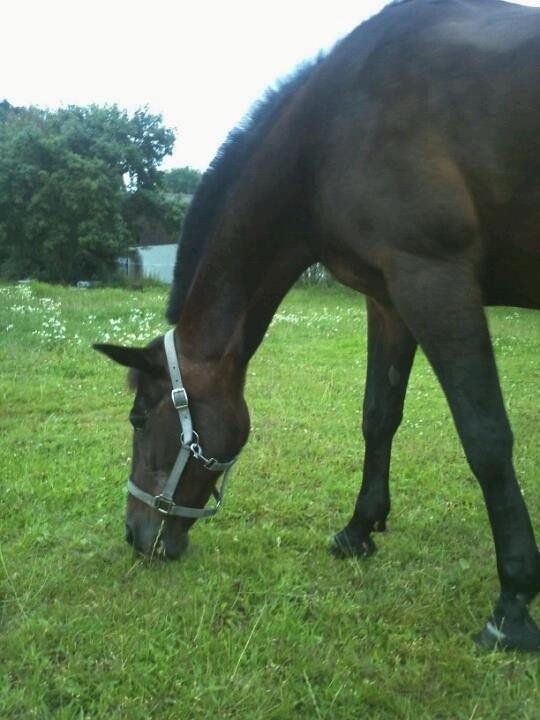 Anden særlig race Lotte!<3:) - Nam nam jeg elsker græs!!<3 billede 2