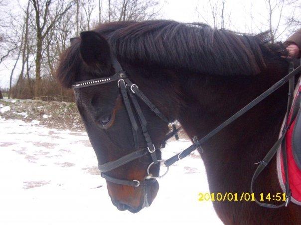 Anden særlig race Lotte!<3:) - Min smukke smukke pony jeg elsker dig!!:)<3 billede 4