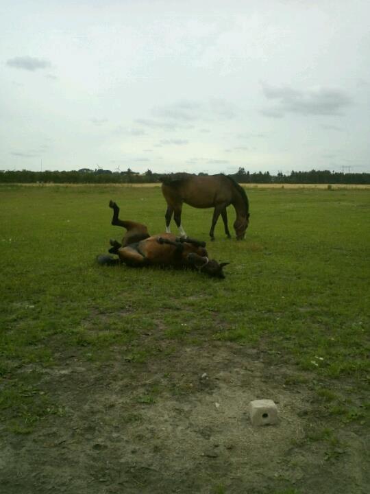 Anden særlig race Lotte!<3:) - Det dejligt med en rulletur i det dejlige vejr når man har været ude og ride!:)<3 billede 5