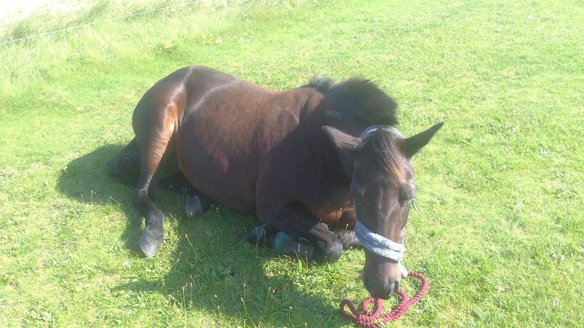 Anden særlig race Lotte!<3:) - Lad vær med at tage billeder jeg er træt!<3:) billede 6