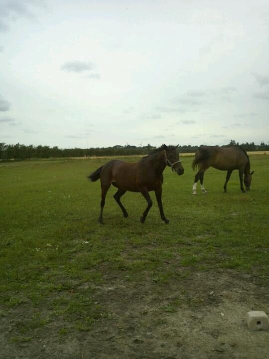 Anden særlig race Lotte!<3:) - HAHA lidt skjæve ben måske!!<3 billede 7