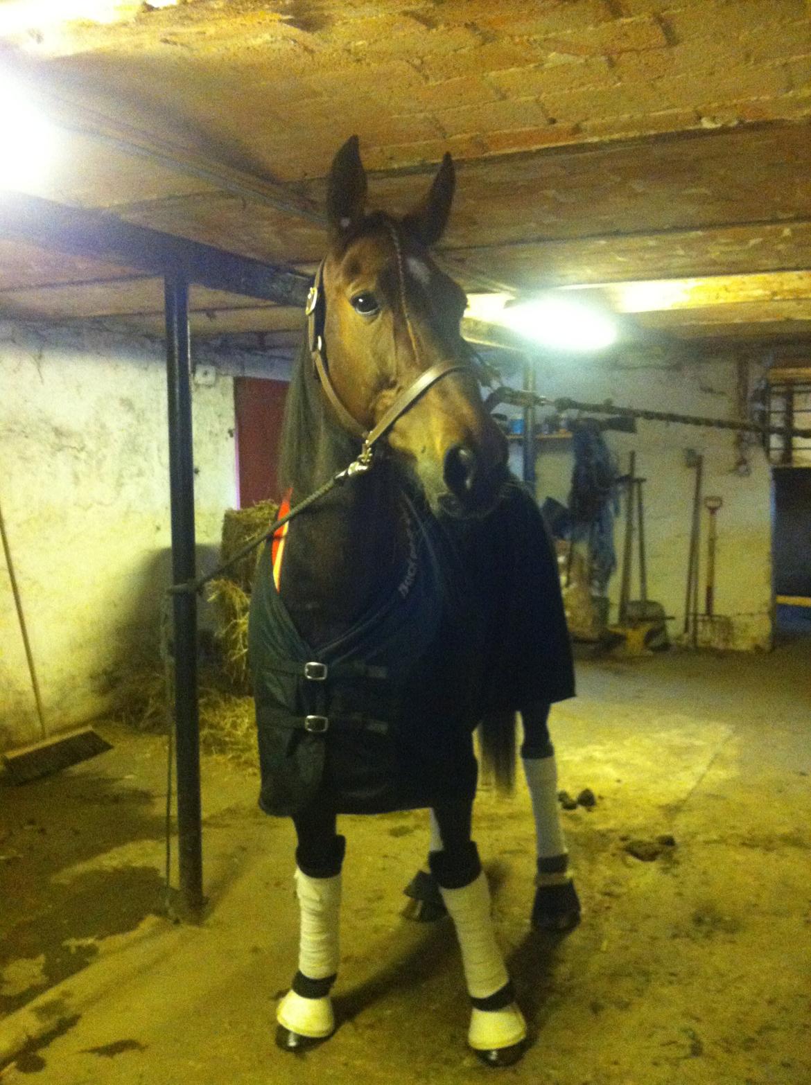 Traver Nicholas Bit - Klar til afgang billede 1