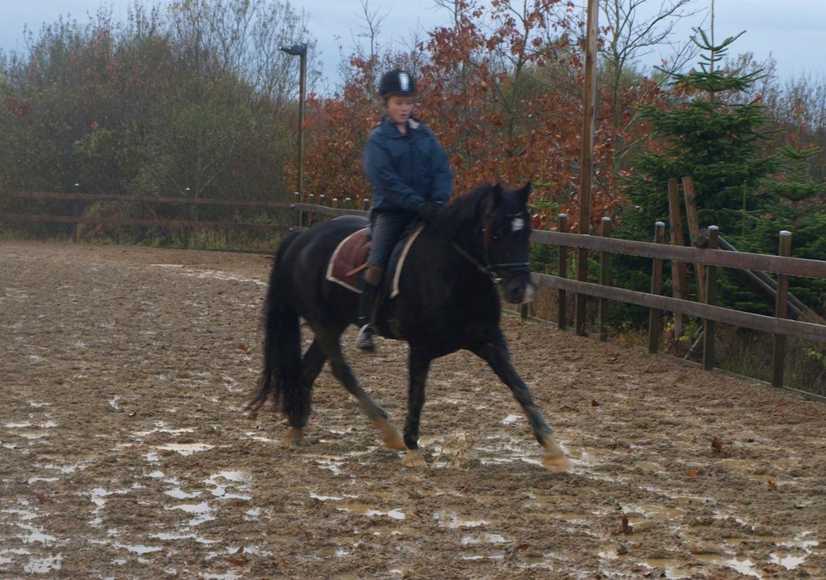 Welsh Cob (sec D) Fronerthig Brenin Arthur RIP billede 8