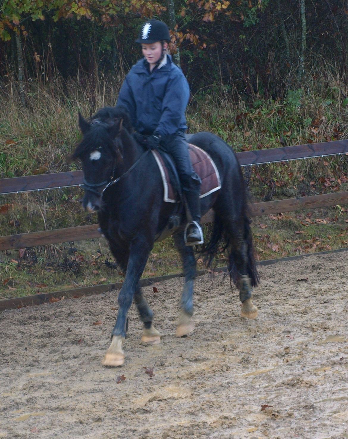 Welsh Cob (sec D) Fronerthig Brenin Arthur RIP billede 9